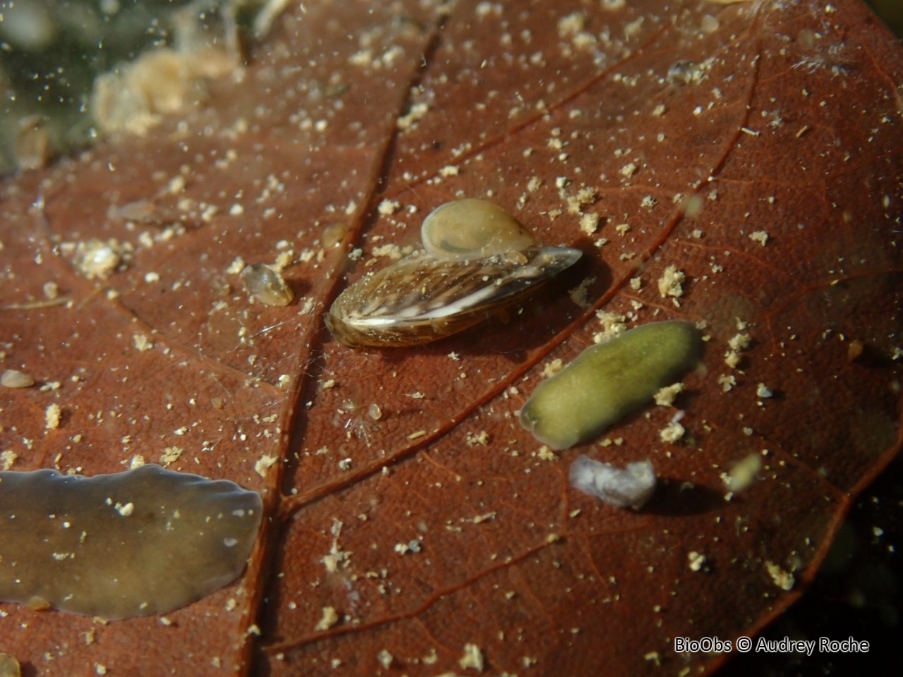 Ver plat du genre Dugesia - Dugesia sp - Audrey Roche - BioObs