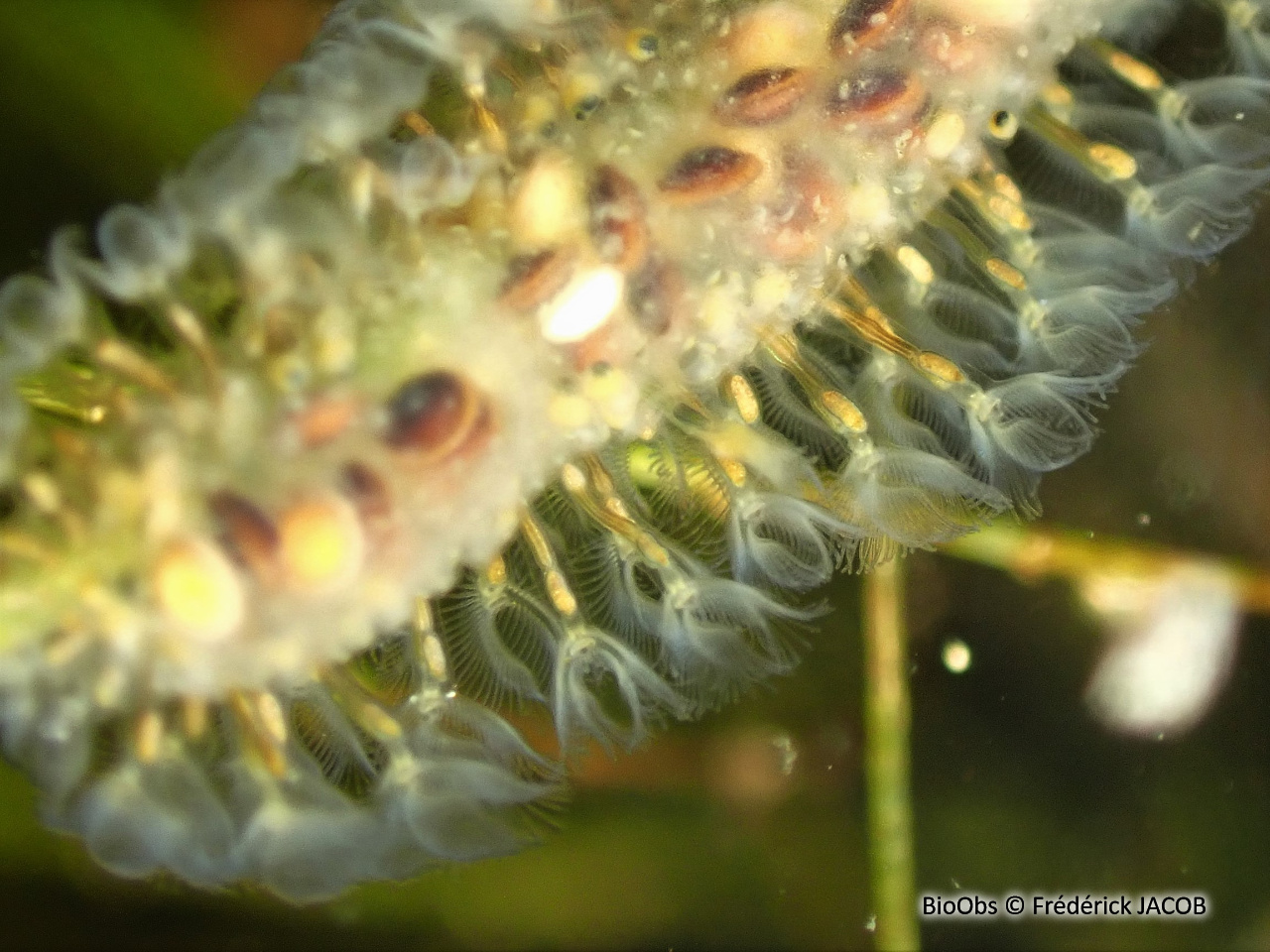 Cristatelle - Cristatella mucedo - Frédérick JACOB - BioObs