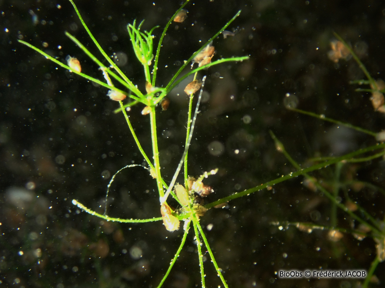 Sangsues piscicoles - Piscicola sp - Frédérick JACOB - BioObs