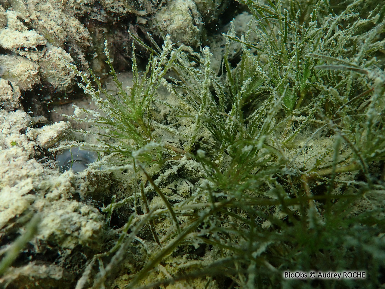 Petite naïade - Najas minor - Audrey ROCHE - BioObs