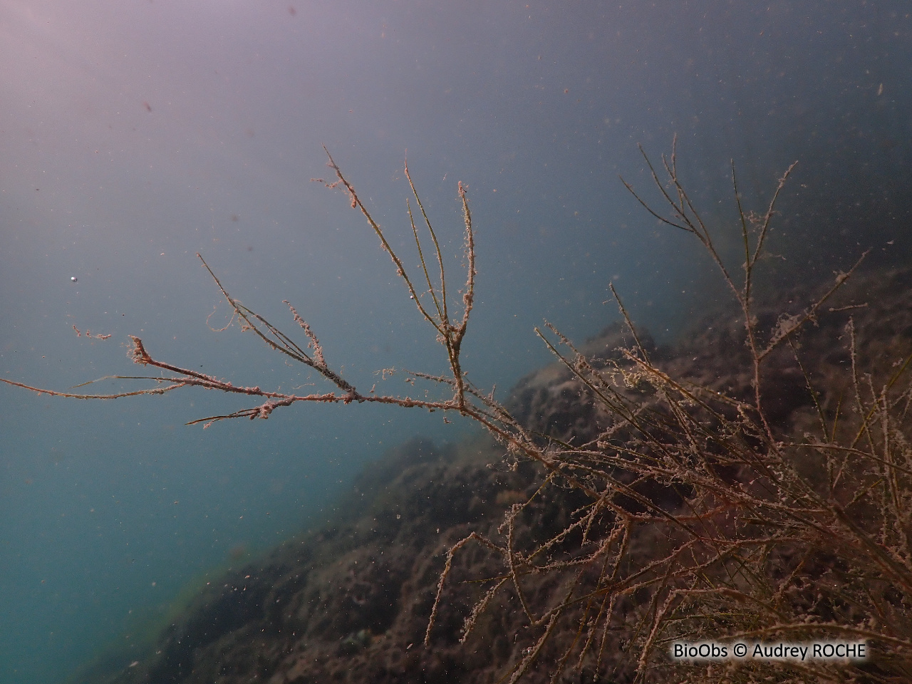 Potamot pectiné - Stuckenia pectinata - Audrey ROCHE - BioObs