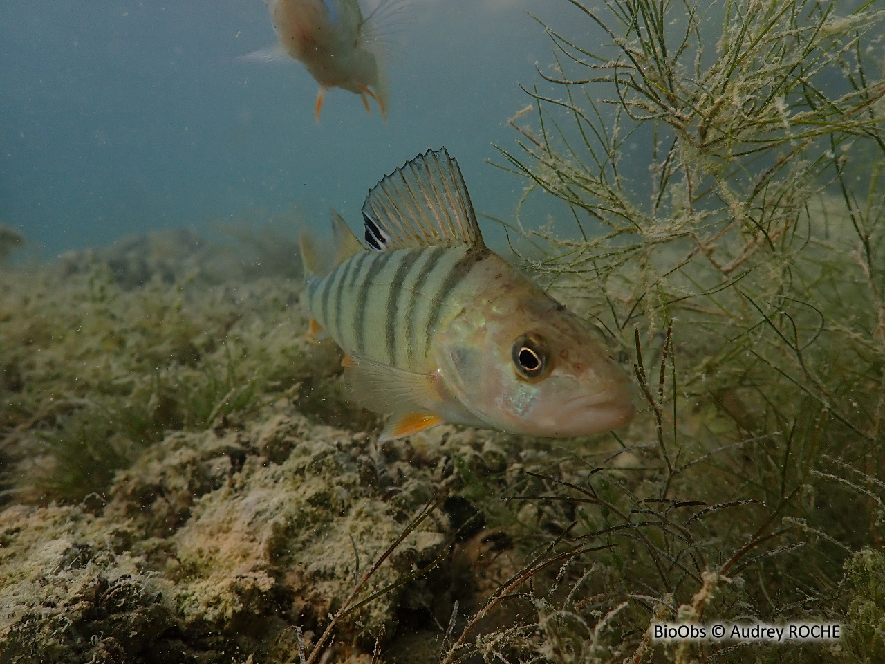 Perche - Perca fluviatilis - Audrey ROCHE - BioObs
