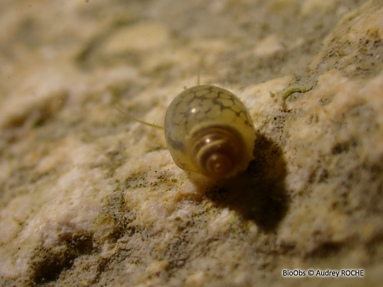 Physe - Physa sp. - Audrey ROCHE - BioObs