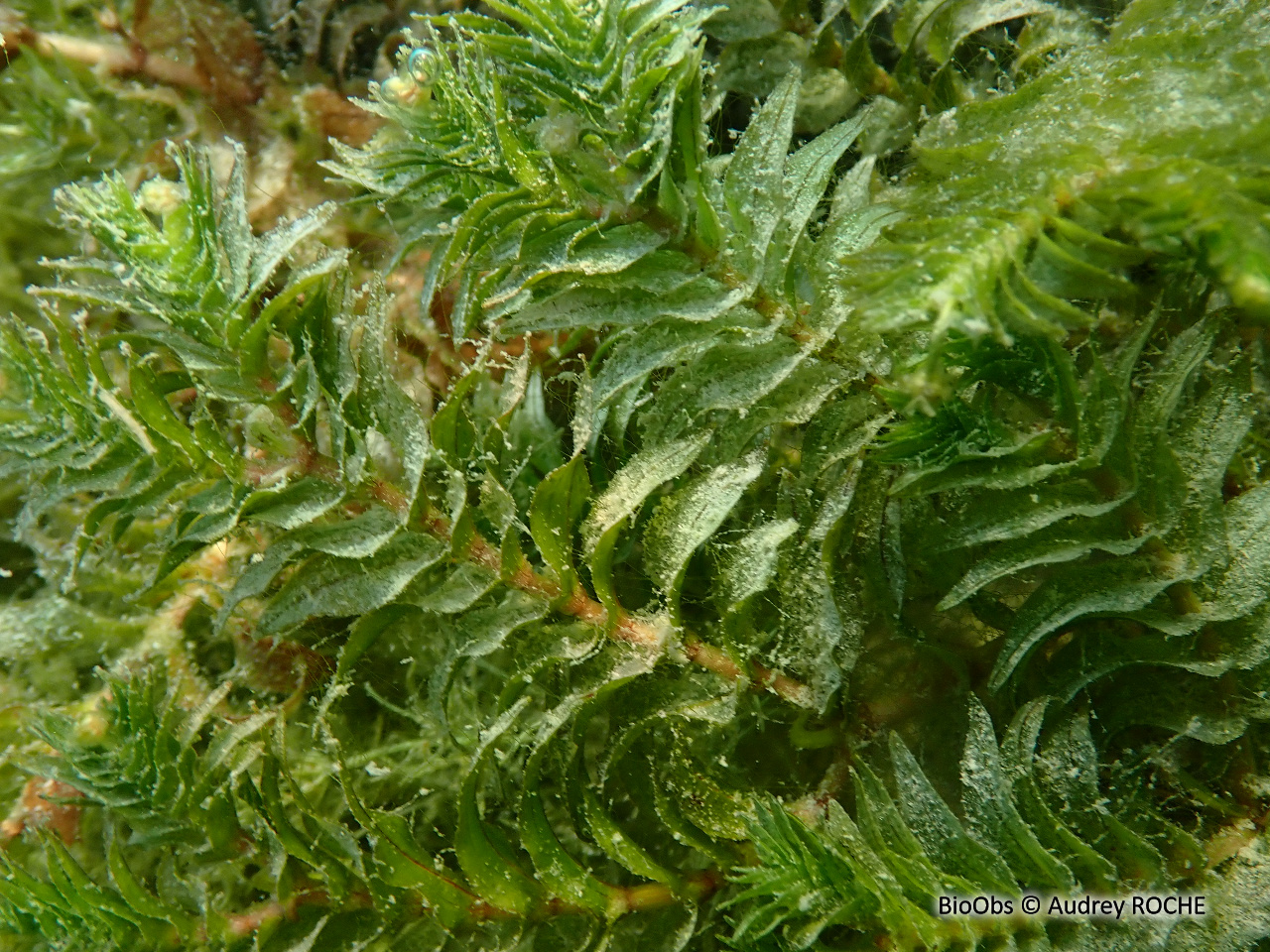 Potamot dense - Groenlandia densa - Audrey ROCHE - BioObs