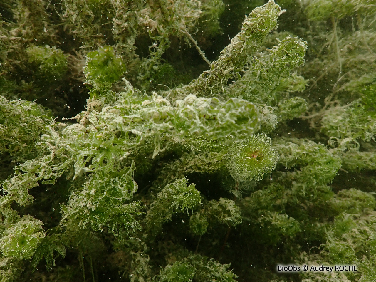 Élodée à feuilles étroites - Elodea nuttallii - Audrey ROCHE - BioObs