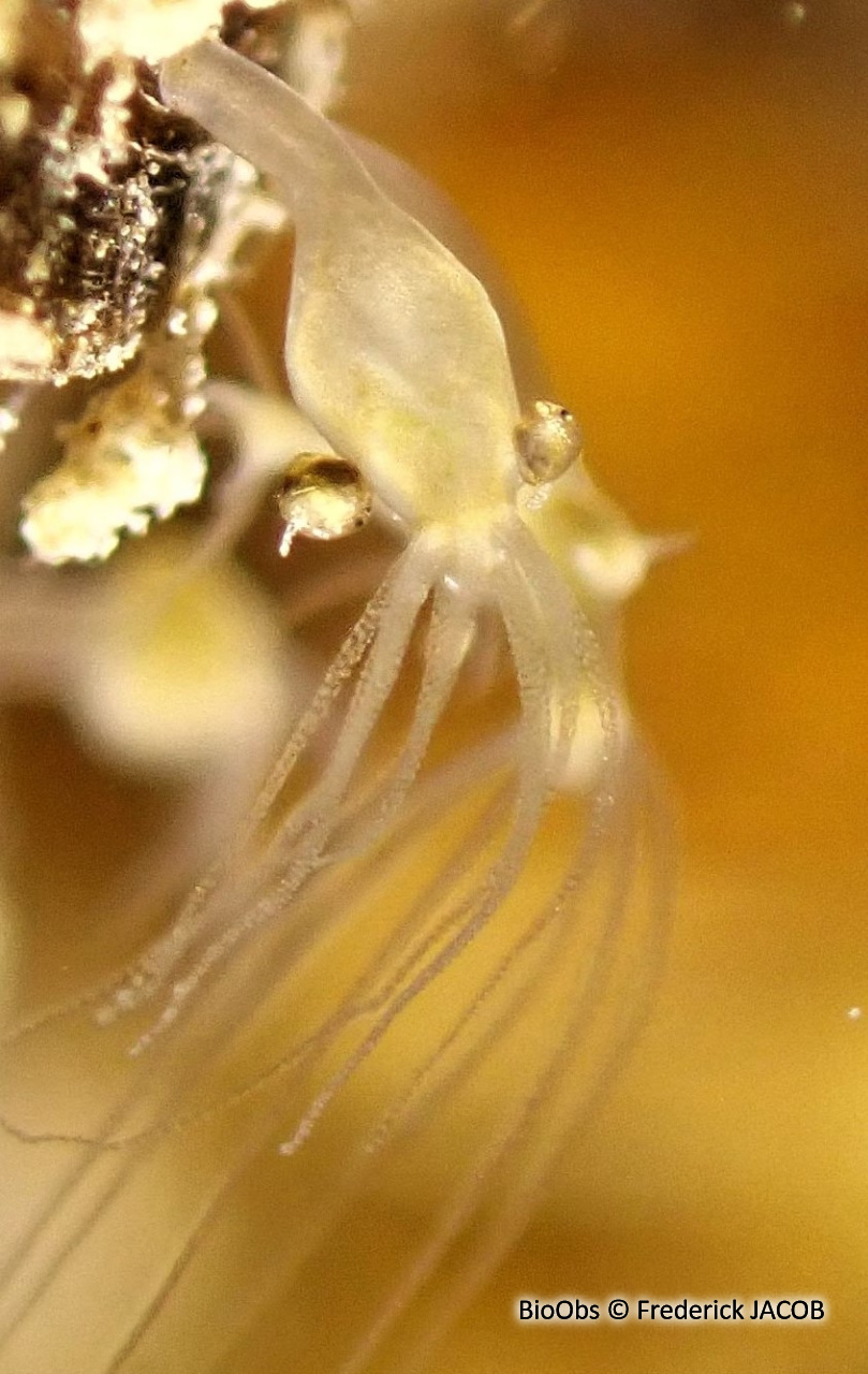 Anchistropus des hydres - Anchistropus emarginatus  - Frederick JACOB - BioObs