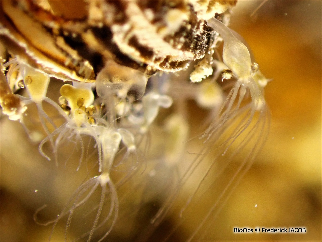 Hydre d'eau douce - Hydra sp. - Frederick JACOB - BioObs