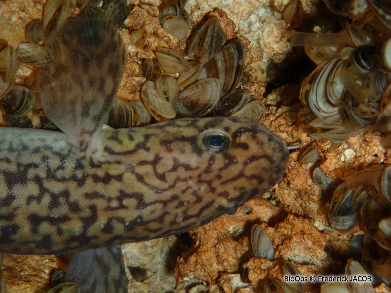 Lotte de rivière - Lota lota - Frederick JACOB - BioObs