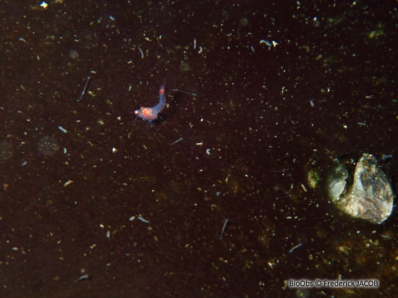 Crevette rouge sang - Hemimysis anomala - Frederick JACOB - BioObs