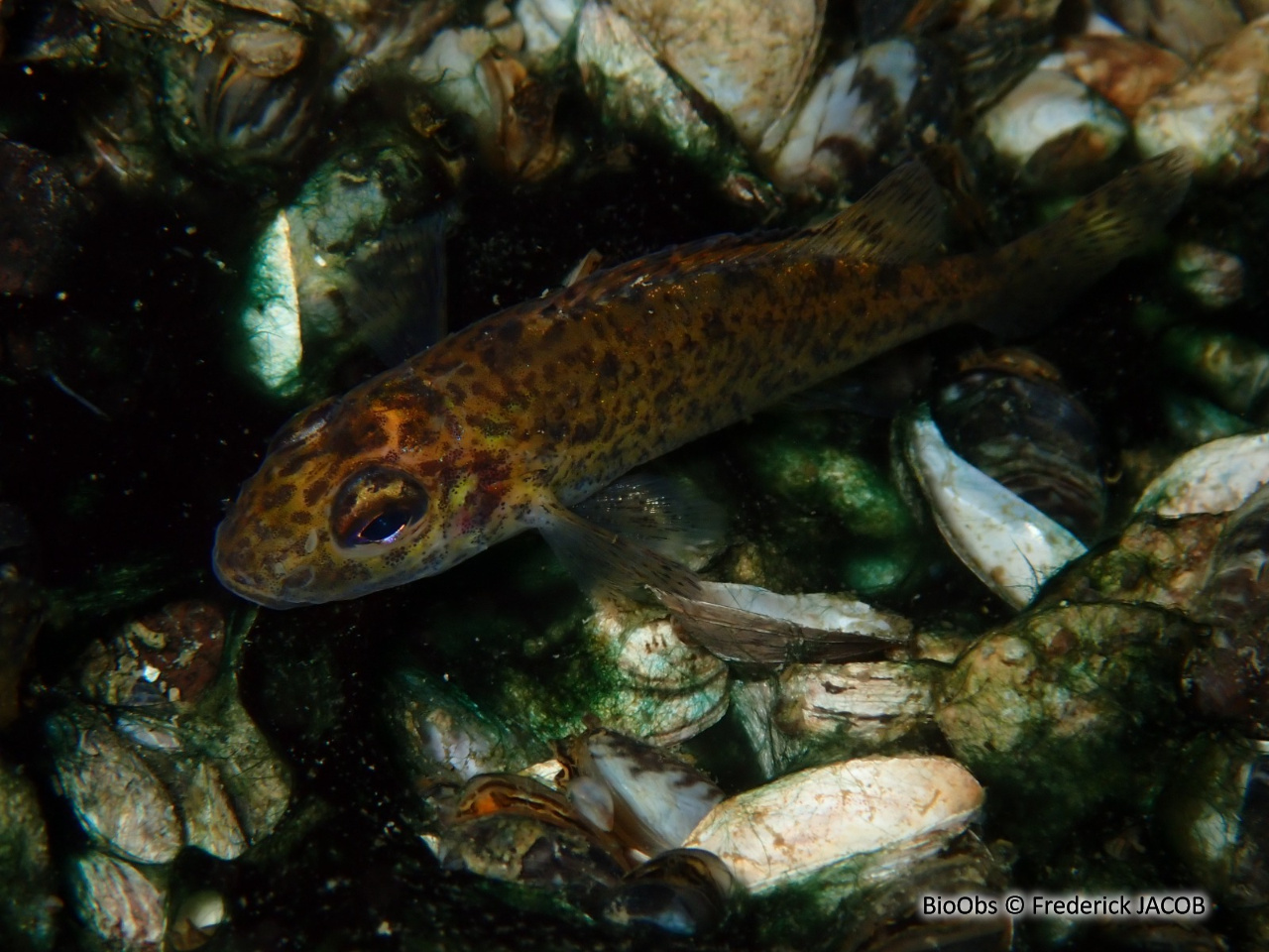 Grémille - Gymnocephalus cernua - Frederick JACOB - BioObs