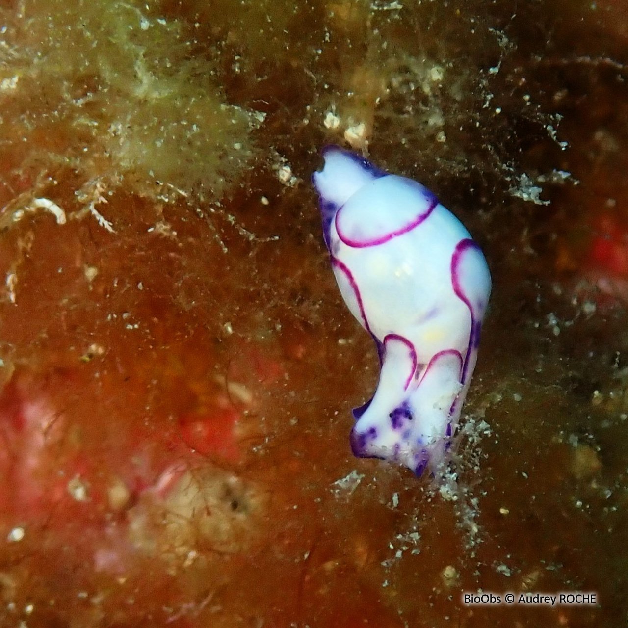 Haminoé ovale - Lamprohaminoea ovalis - Audrey ROCHE - BioObs