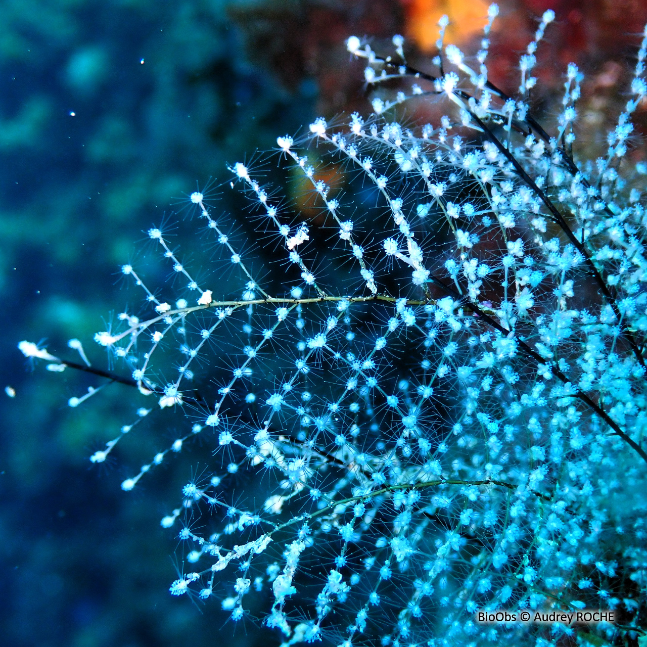 Hydraire des amarres - Pennaria disticha - Audrey ROCHE - BioObs