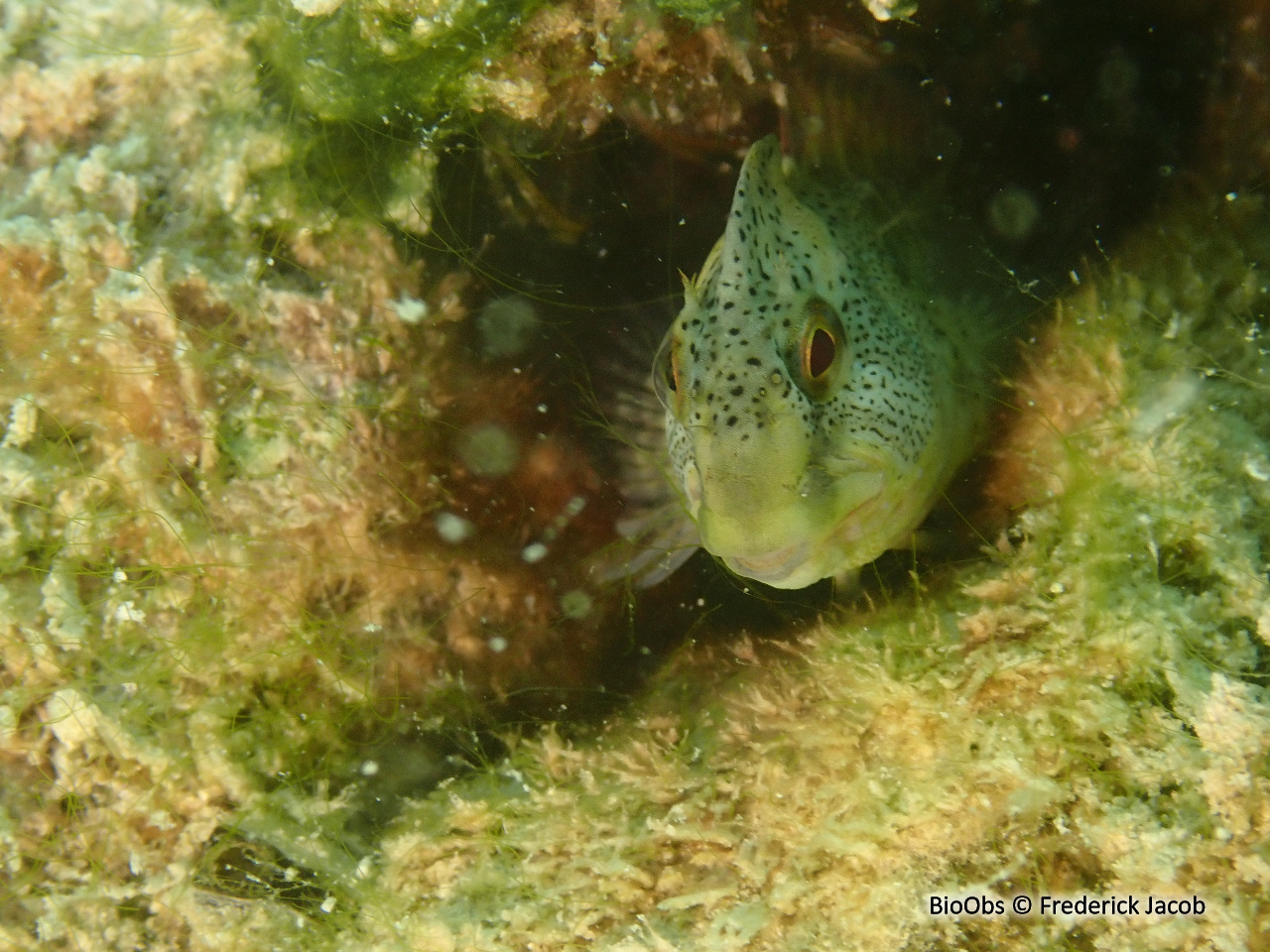 Blennie fluviatile - Salaria fluviatilis - Frederick Jacob - BioObs