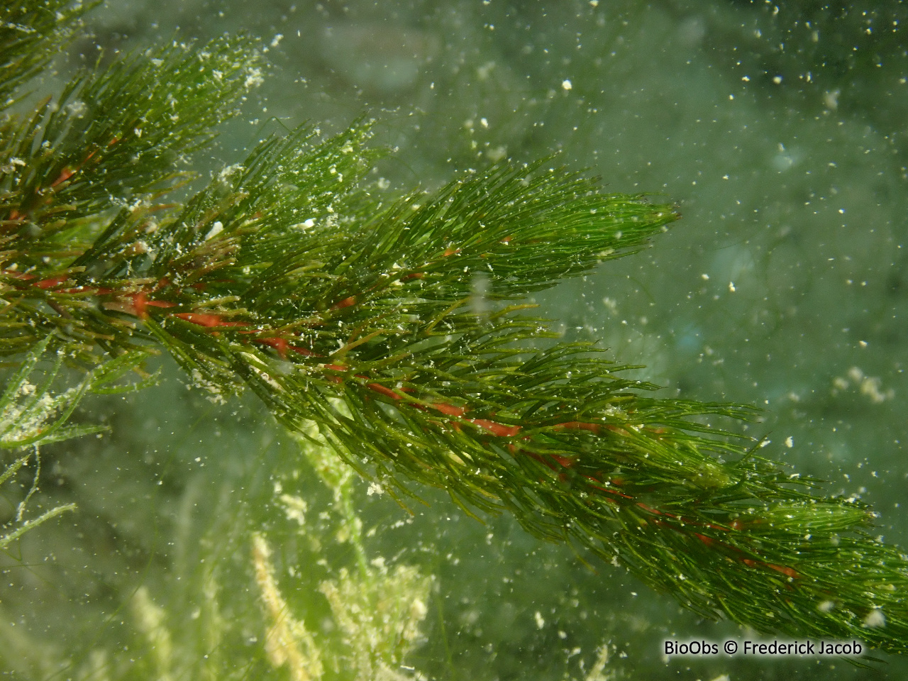 Cornifle - Ceratophyllum demersum - Frederick Jacob - BioObs