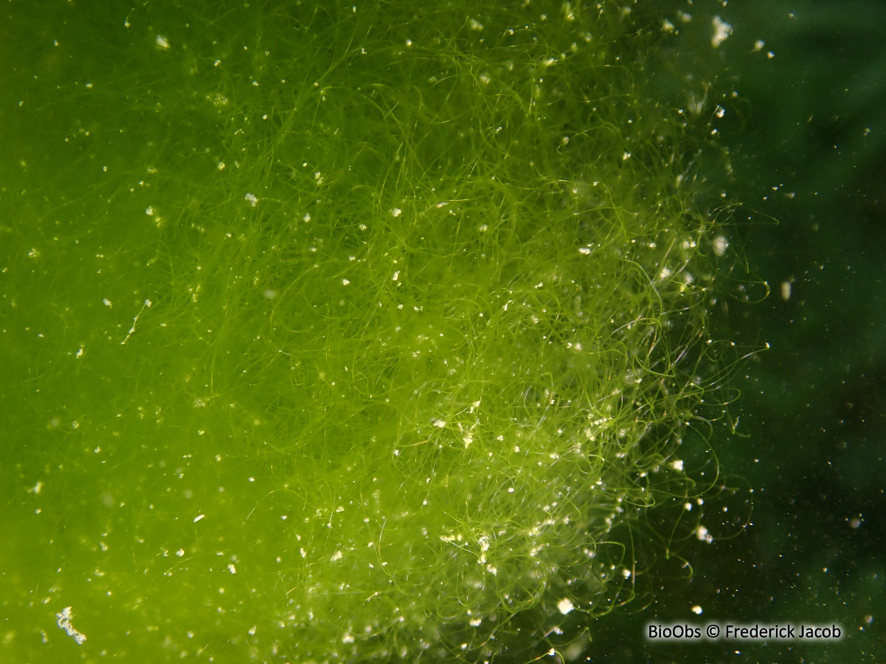 Cladophore - Cladophora sp. - Frederick Jacob - BioObs