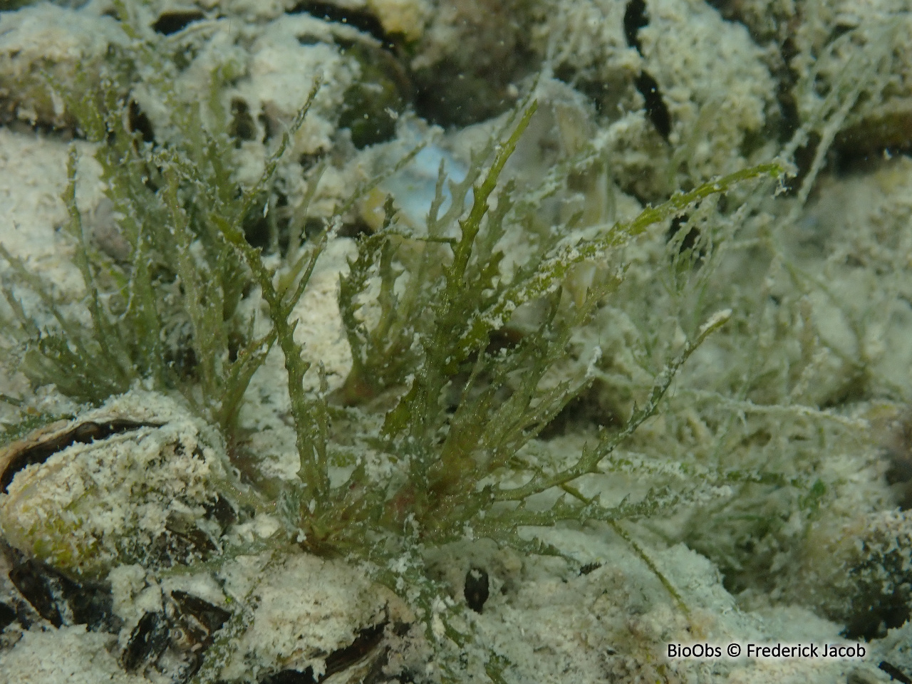 Petite naïade - Najas minor - Frederick Jacob - BioObs