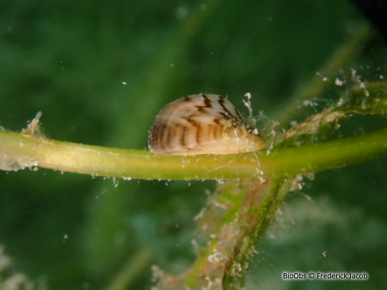 Moule zébrée - Dreissena polymorpha - Frederick Jacob - BioObs
