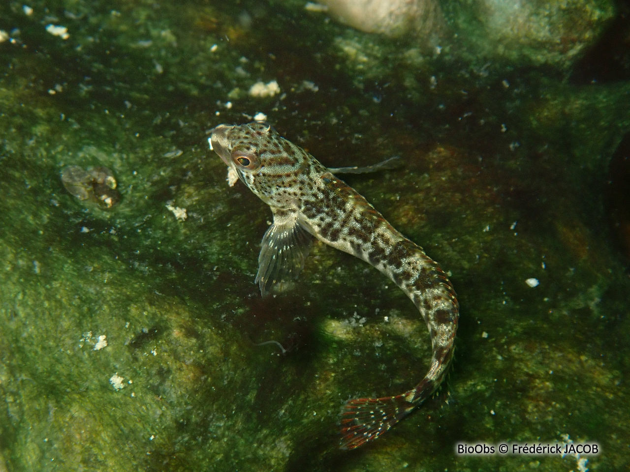 Blennie fluviatile - Salaria fluviatilis - Frédérick JACOB - BioObs