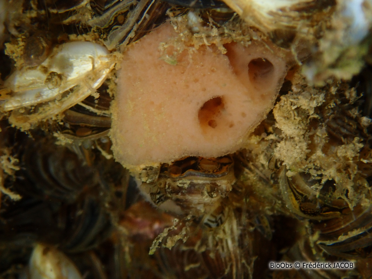 Eponge d'eau douce - Spongilla lacustris - Frédérick JACOB - BioObs