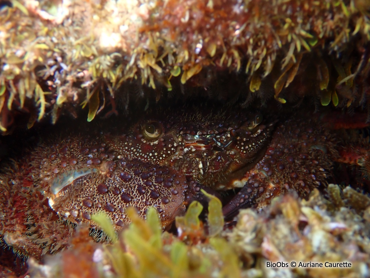 Crabe verruqueux - Eriphia verrucosa - Auriane Caurette - BioObs