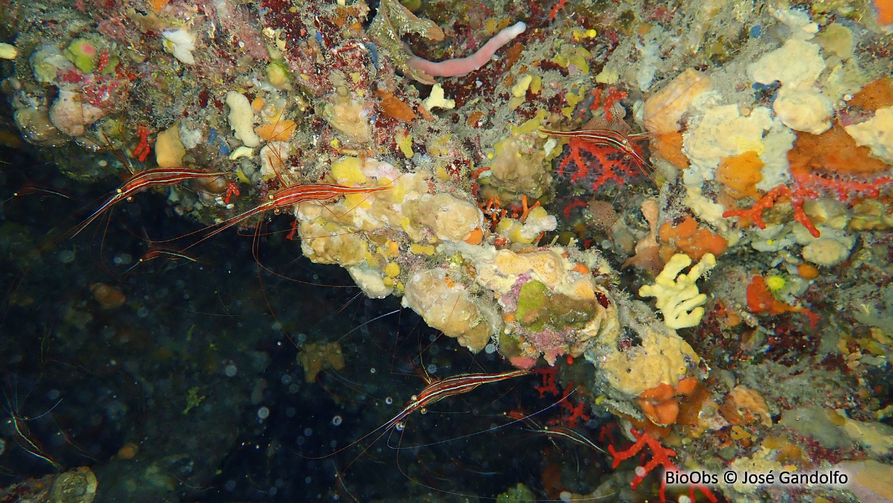 Crevette cavernicole rayée - Plesionika narval - José Gandolfo - BioObs