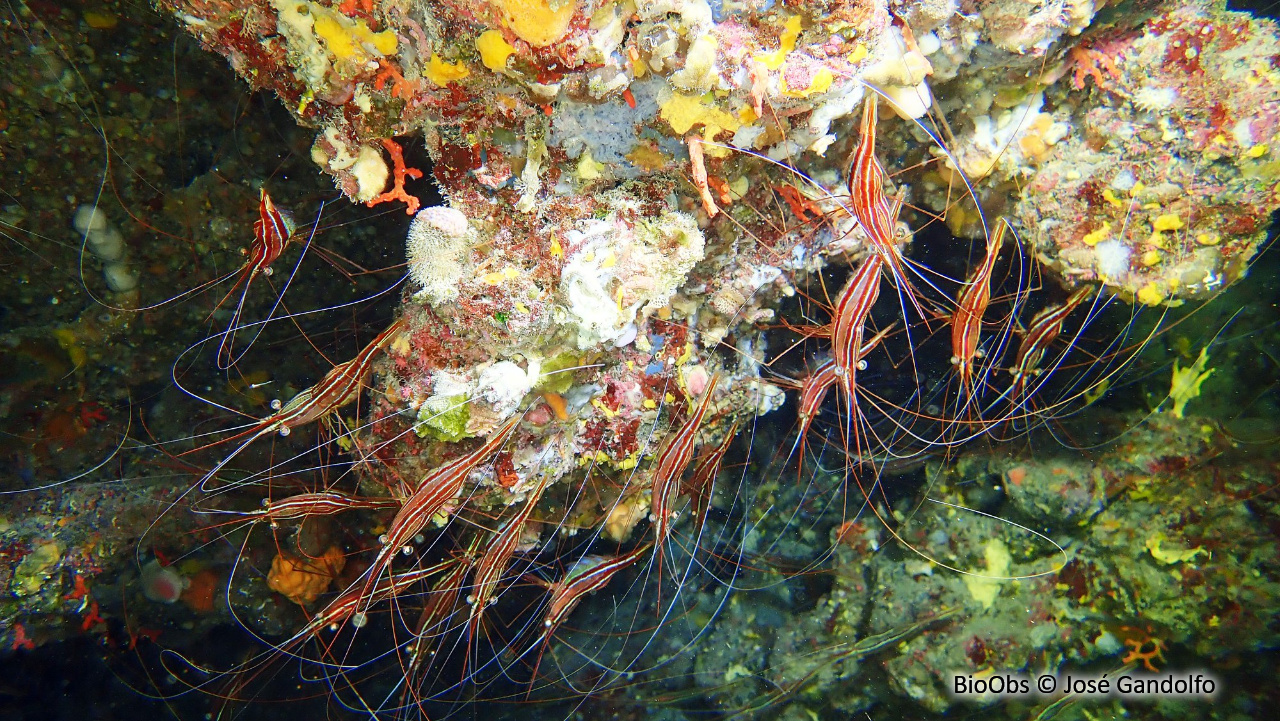 Crevette cavernicole rayée - Plesionika narval - José Gandolfo - BioObs