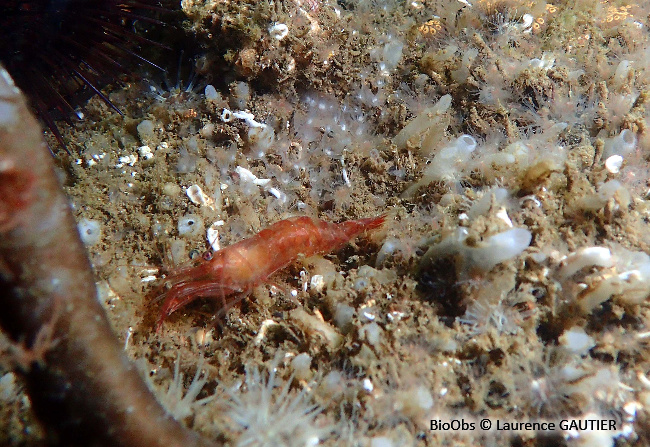 Crevette autruche comestible - Processa edulis edulis - Laurence GAUTIER - BioObs