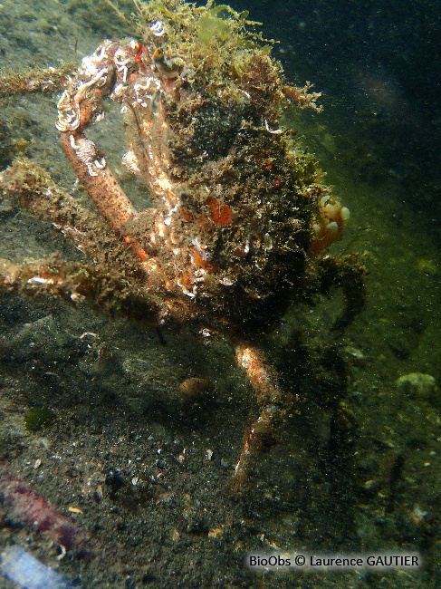 Petite araignée de mer - Maja crispata - Laurence GAUTIER - BioObs