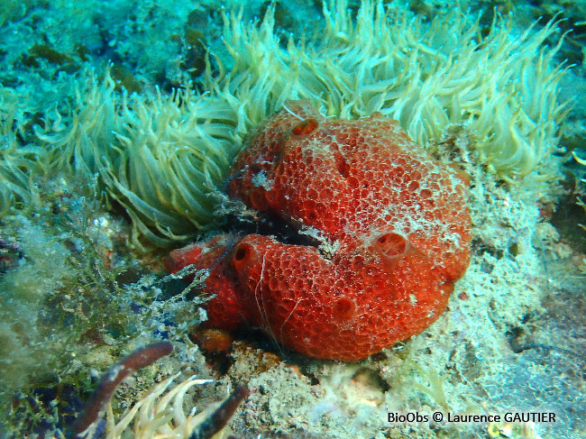 Eponge catalane rouge à cratères - Hamigera hamigera - Laurence GAUTIER - BioObs