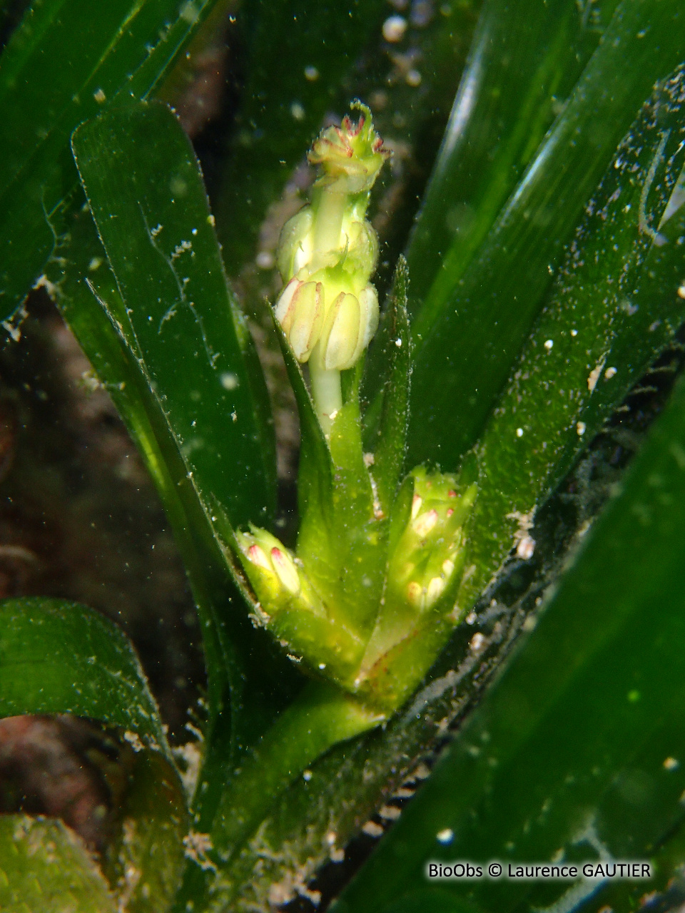 Posidonie - Posidonia oceanica - Laurence GAUTIER - BioObs