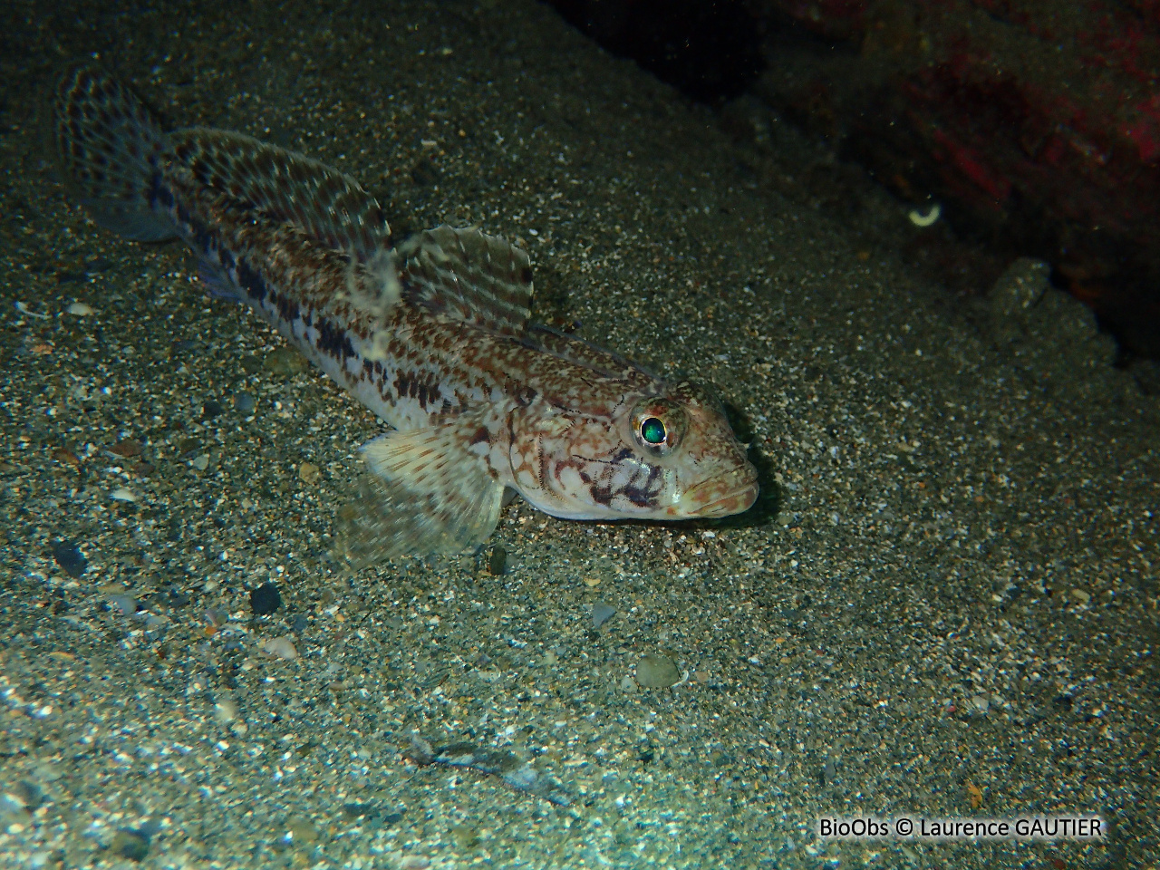 Gobie svelte - Gobius geniporus - Laurence GAUTIER - BioObs