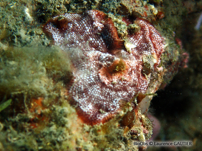 Bryozoaire encroûtant rouge - Schizobrachiella sanguinea - Laurence GAUTIER - BioObs