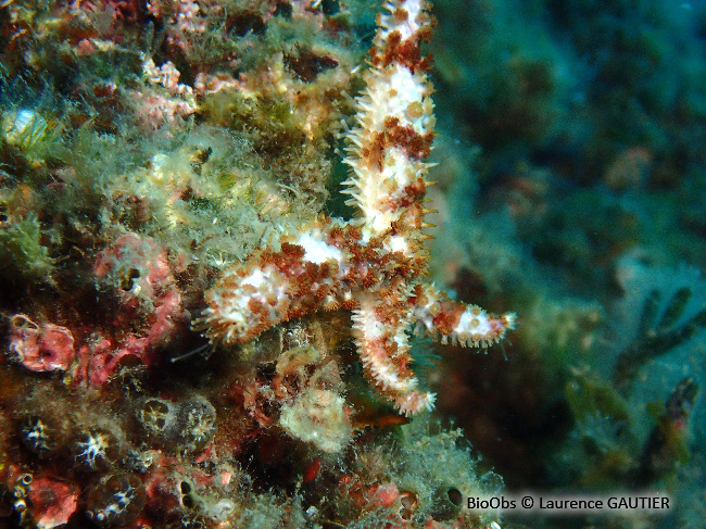 Etoile de mer épineuse - Coscinasterias tenuispina - Laurence GAUTIER - BioObs