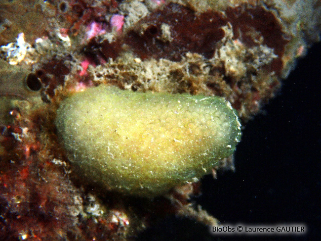 Ascidie globuleuse de Méditerranée - Pseudodistoma obscurum - Laurence GAUTIER - BioObs