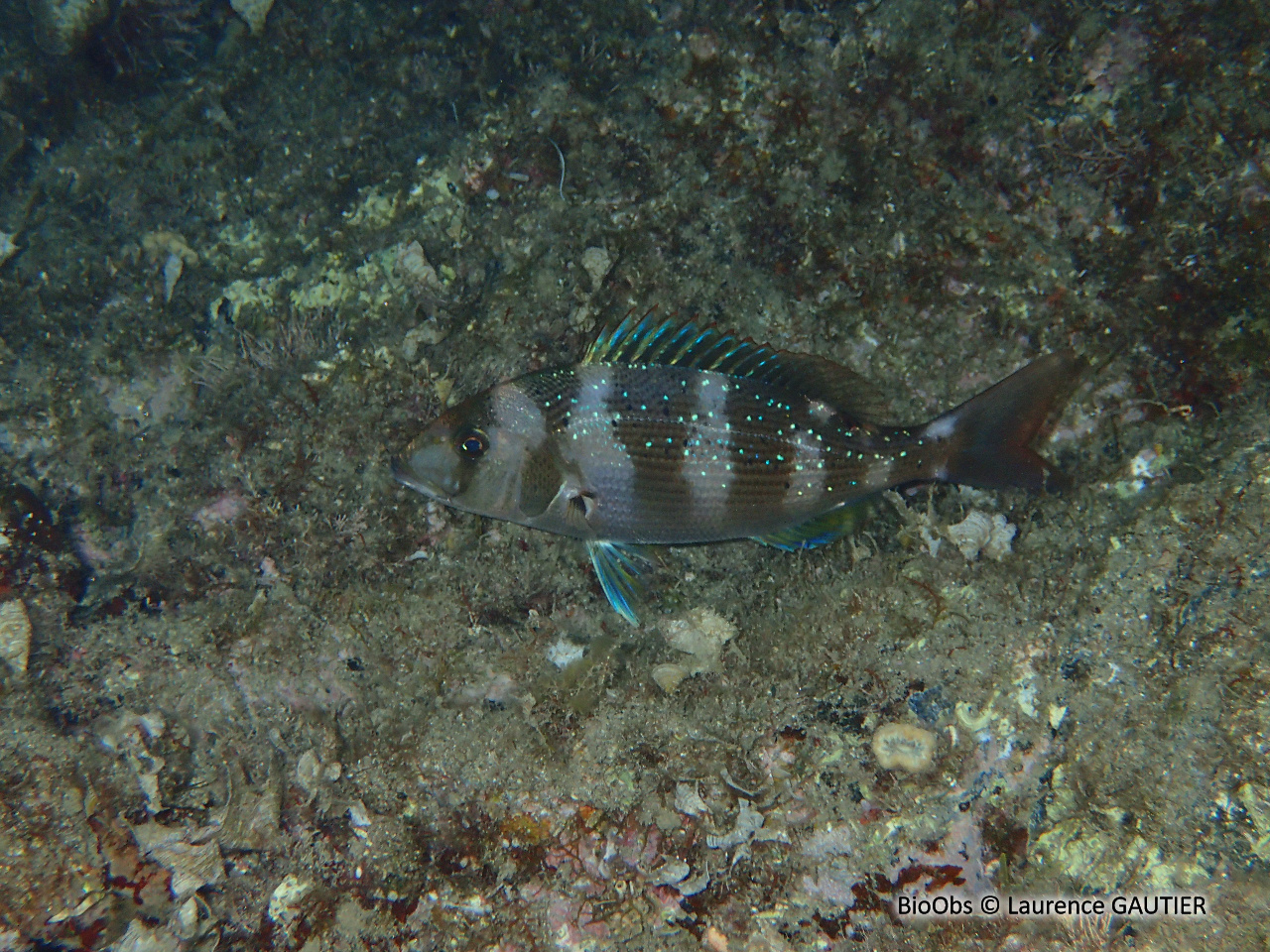 Denti - Dentex dentex - Laurence GAUTIER - BioObs