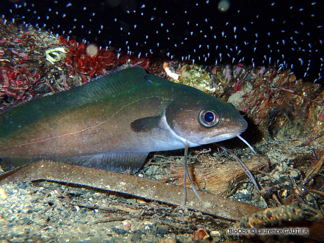 Mostelle - Phycis phycis - Laurence GAUTIER - BioObs