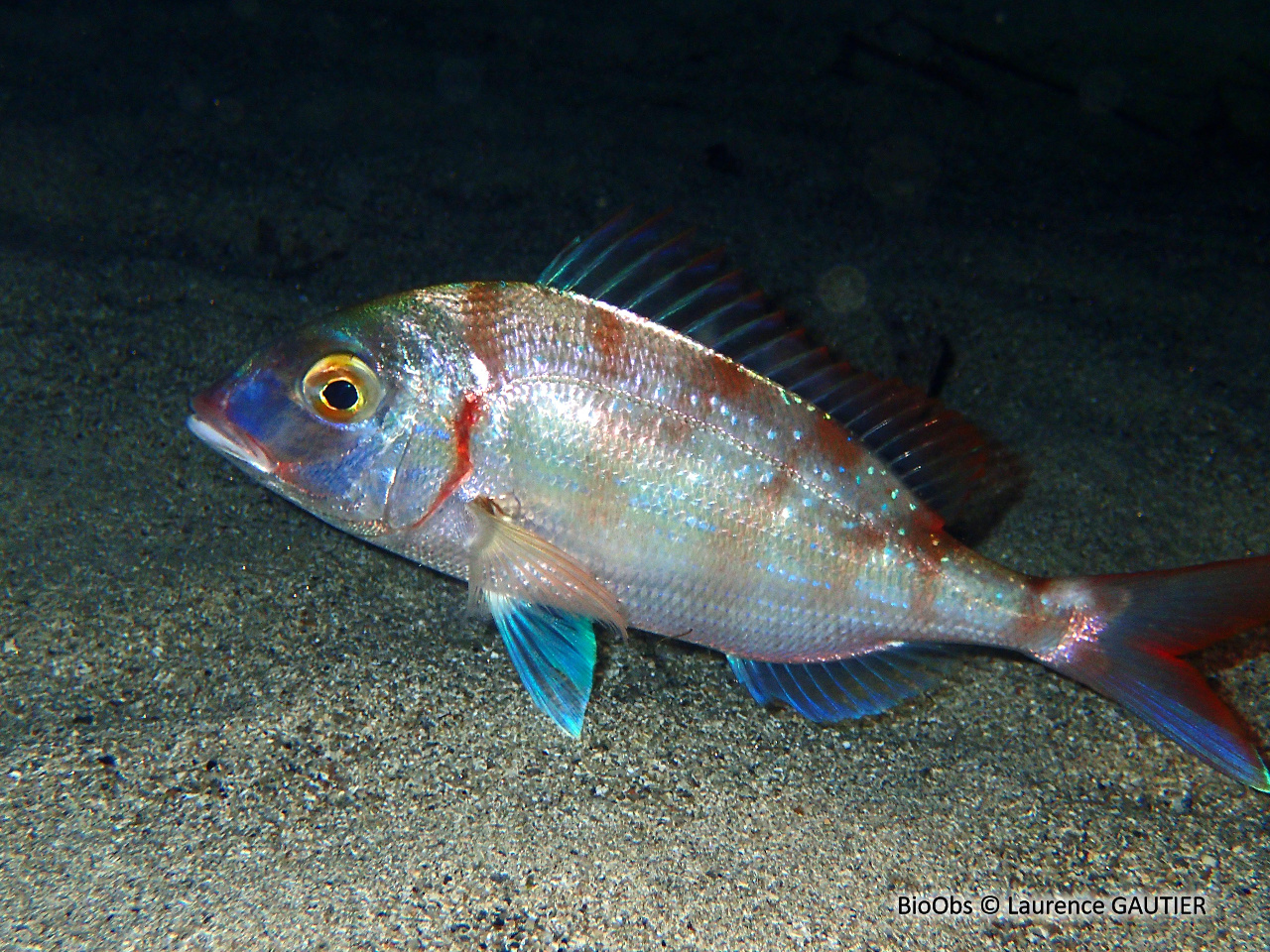 Pageot commun - Pagellus erythrinus - Laurence GAUTIER - BioObs