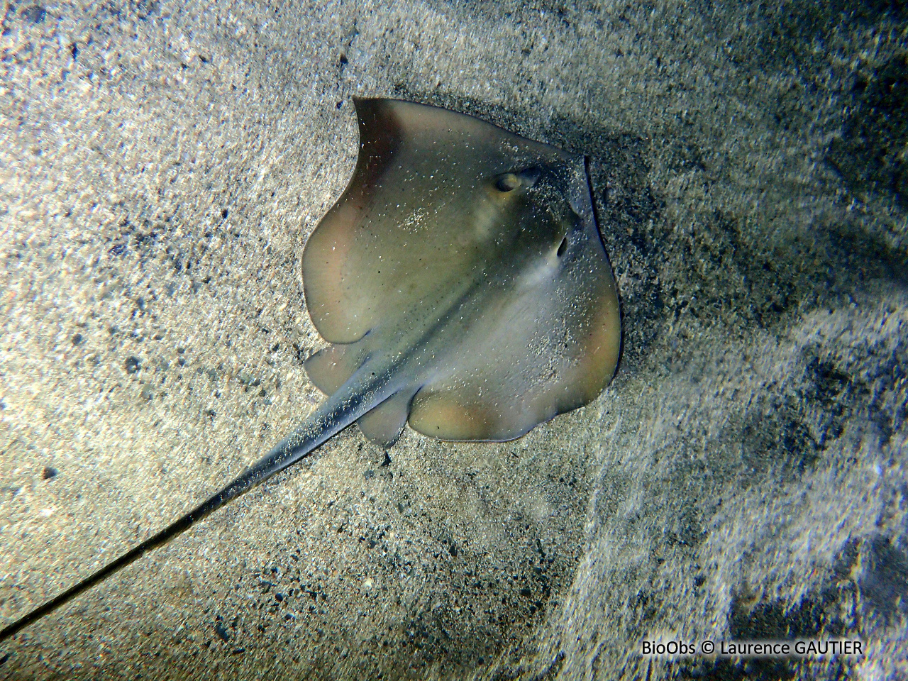 Pastenague commune - Dasyatis pastinaca - Laurence GAUTIER - BioObs