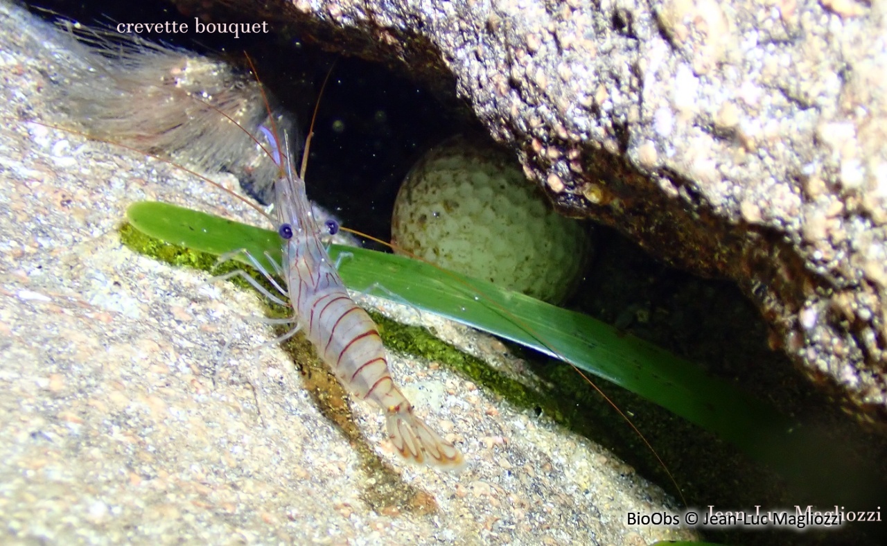 Grande crevette rose - Palaemon serratus - Jean-Luc Magliozzi - BioObs