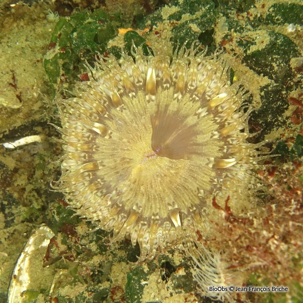 Anémone solaire - Cereus pedunculatus - Jean-François Briche - BioObs