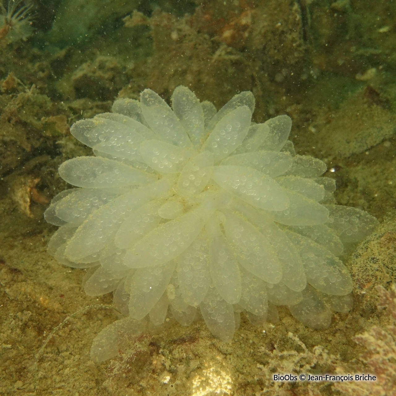 Calmar allotheutis ponte - Alloteuthis - Jean-François Briche - BioObs