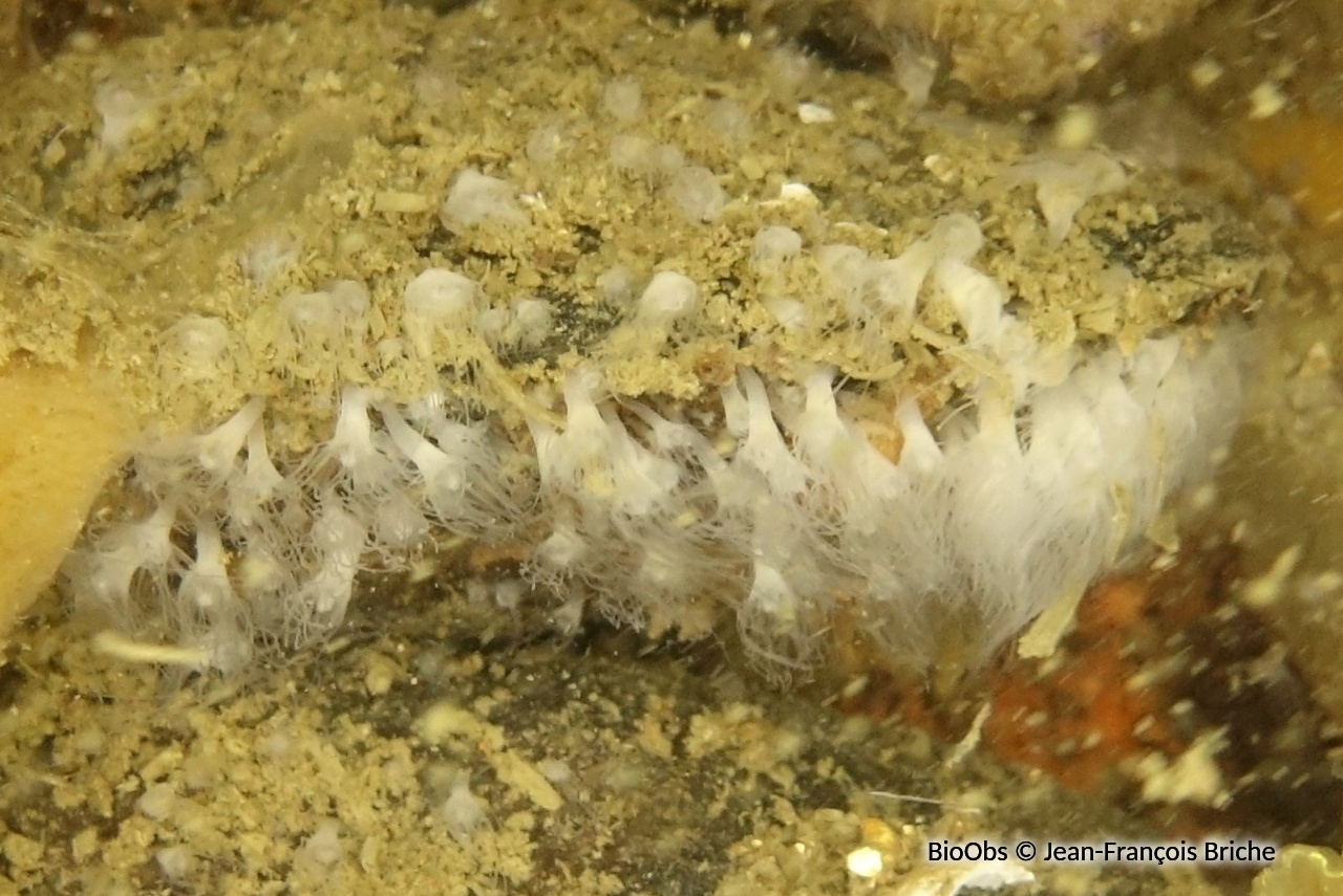 Aurélie - Aurelia aurita - Jean-François Briche - BioObs