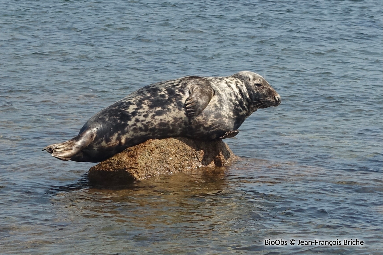 Phoque gris - Halichoerus grypus - Jean-François Briche - BioObs