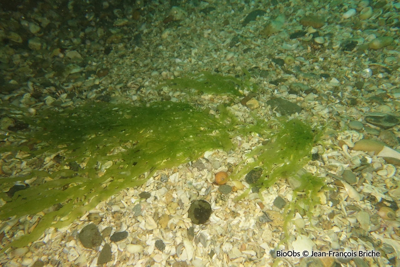Entéromorphe - Ulva compressa - Jean-François Briche - BioObs