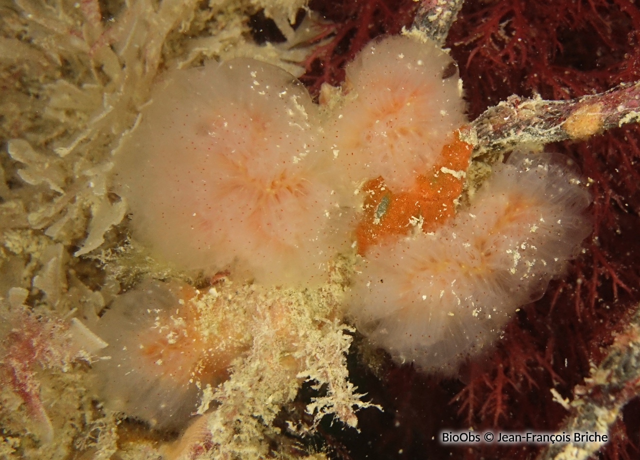 Flocon pédonculé orange - Aplidium punctum - Jean-François Briche - BioObs