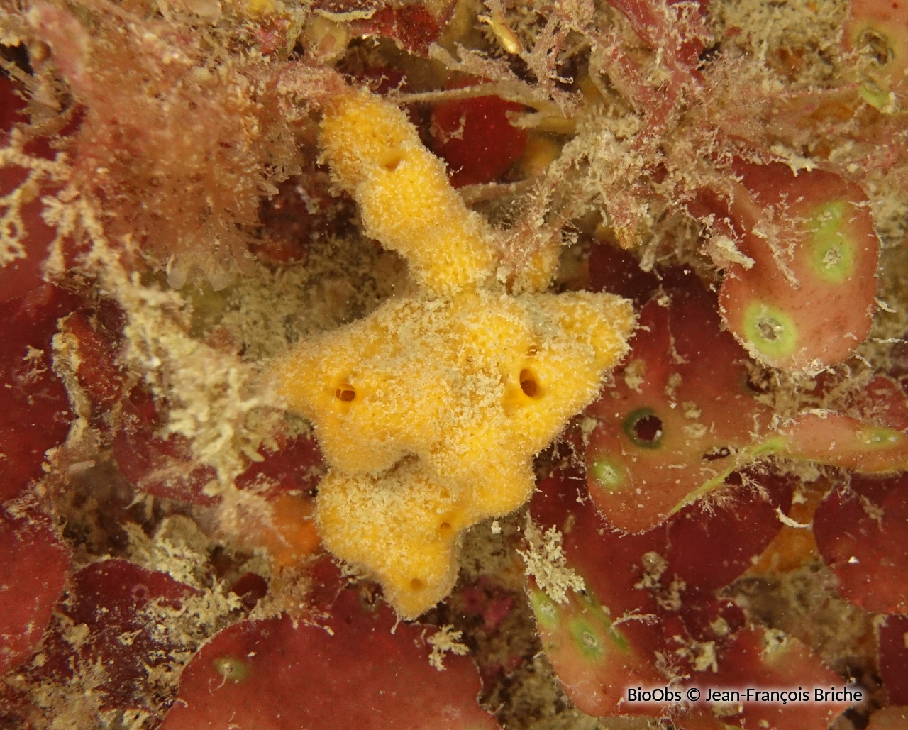 Stelligère étoilée - Stelligera montagui - Jean-François Briche - BioObs