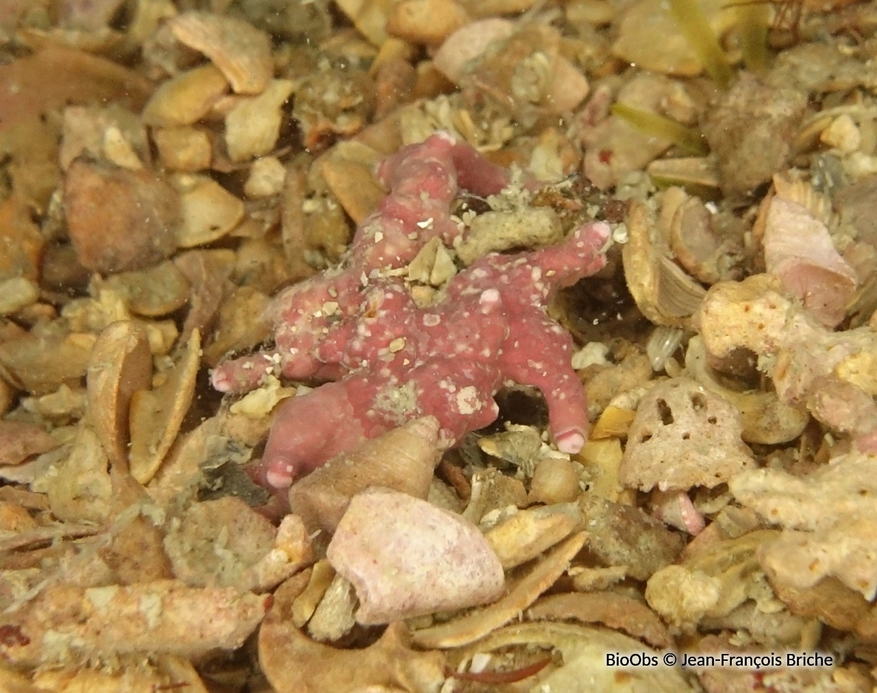 Maërl - Phymatolithon calcareum - Jean-François Briche - BioObs