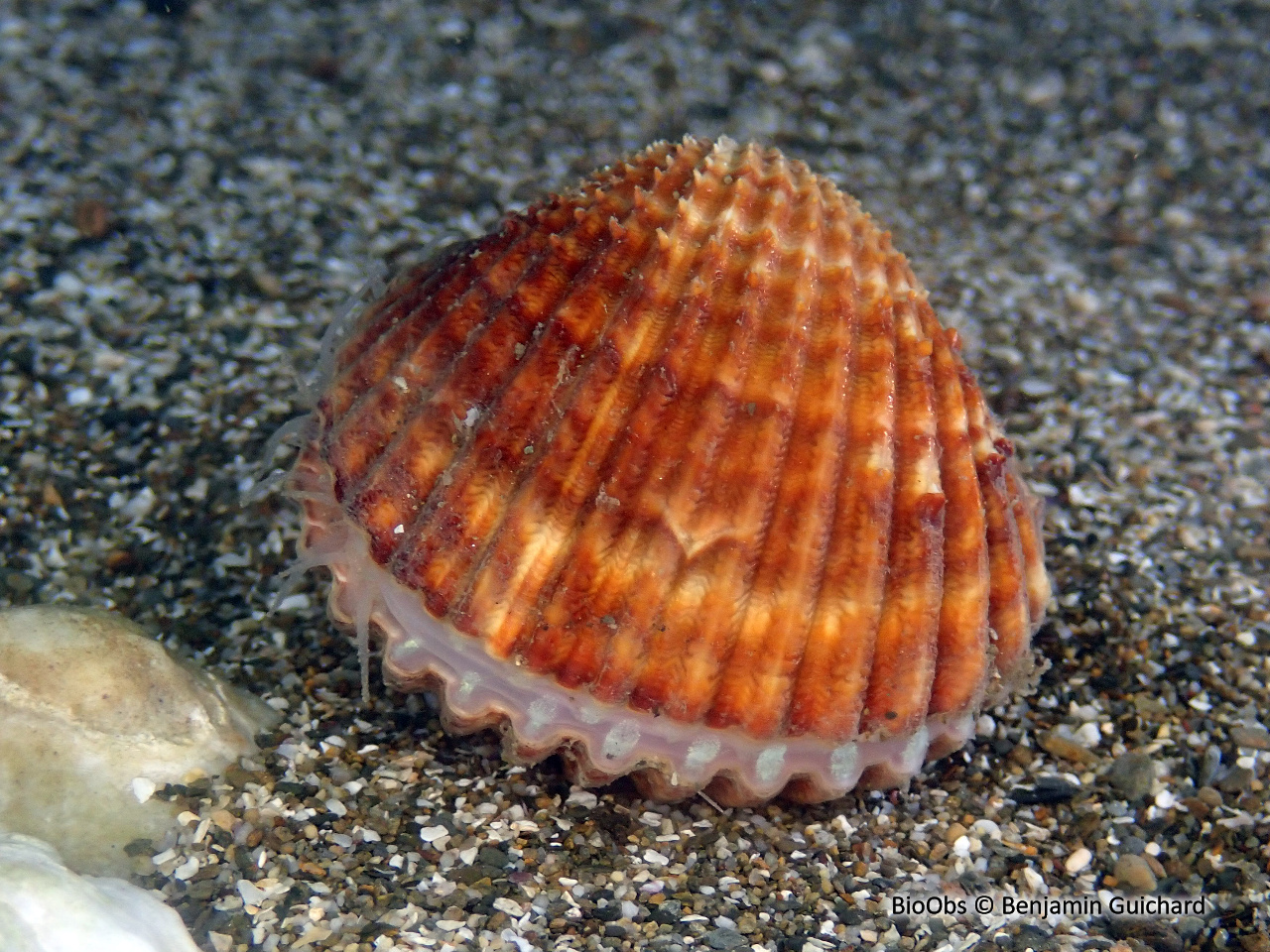 Bucarde tuberculée - Acanthocardia tuberculata - Benjamin Guichard - BioObs