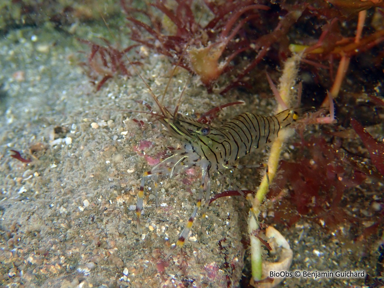 Grande crevette rose - Palaemon serratus - Benjamin Guichard - BioObs