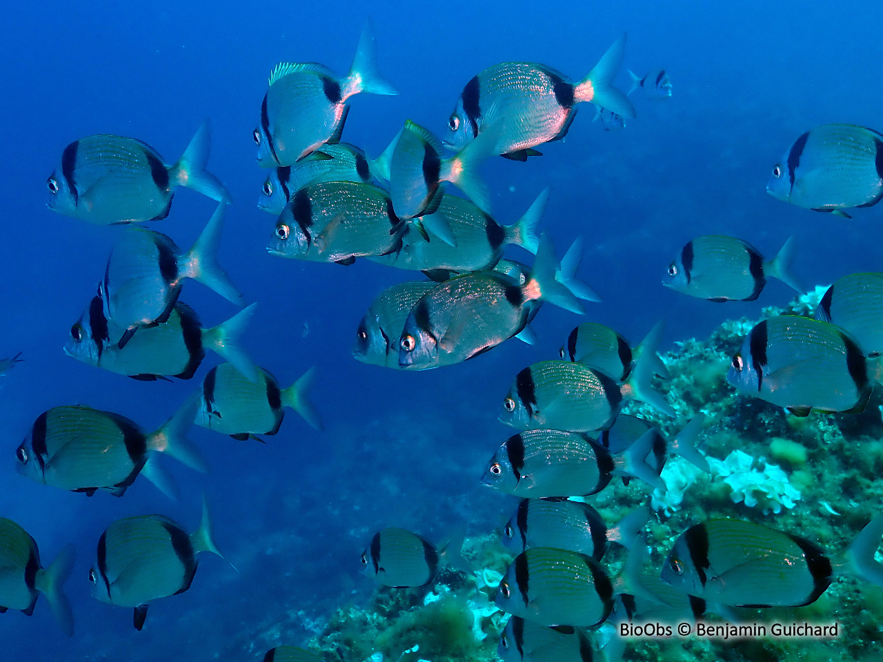 Sar à tête noire - Diplodus vulgaris - Benjamin Guichard - BioObs
